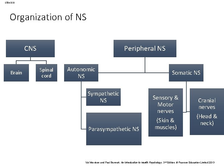 Slide 11. 5 Organization of NS CNS Brain Peripheral NS Spinal cord Autonomic NS