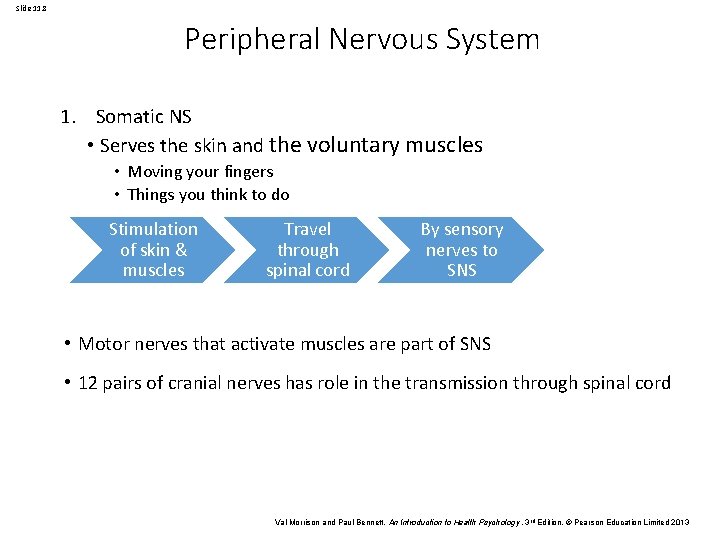 Slide 11. 8 Peripheral Nervous System 1. Somatic NS • Serves the skin and