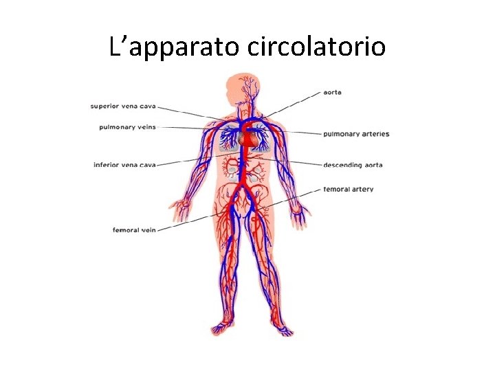 L’apparato circolatorio 