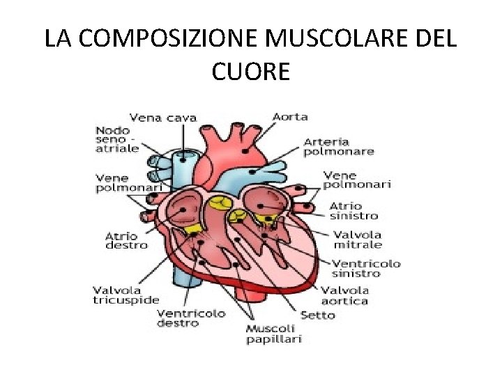 LA COMPOSIZIONE MUSCOLARE DEL CUORE 