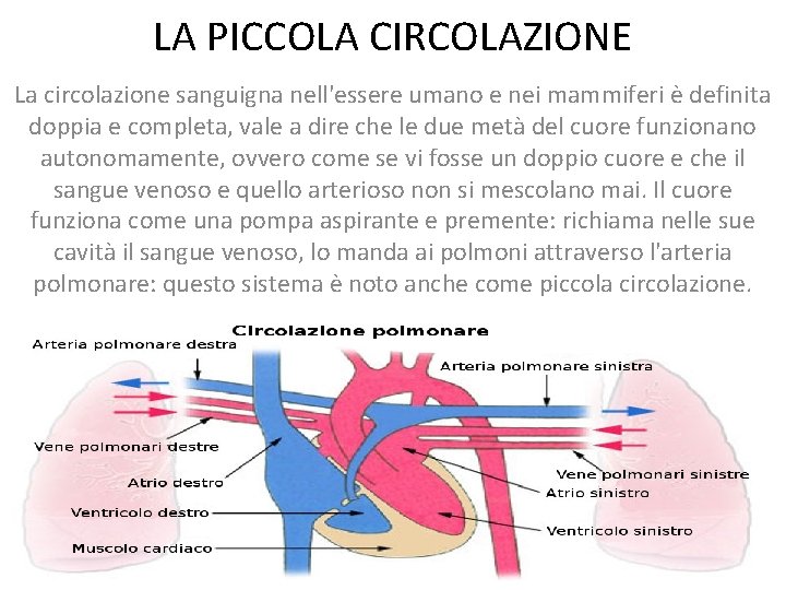 LA PICCOLA CIRCOLAZIONE La circolazione sanguigna nell'essere umano e nei mammiferi è definita doppia