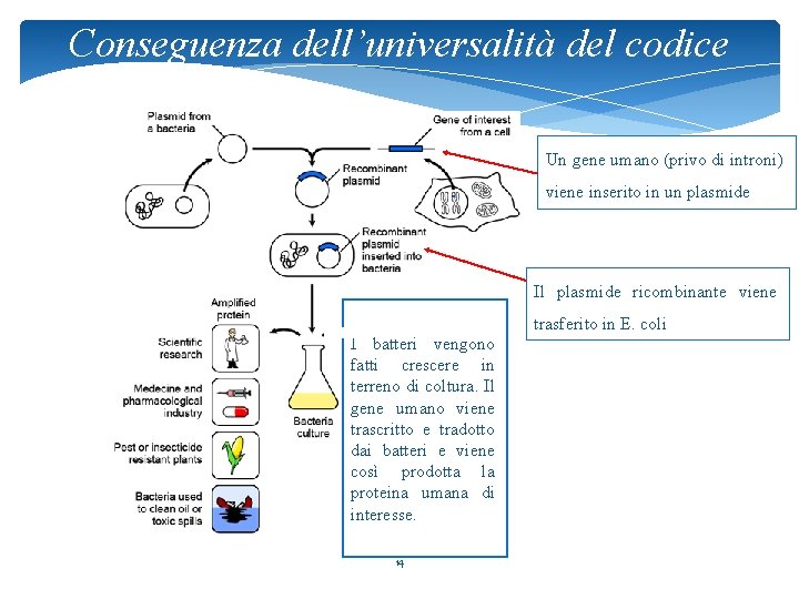 Conseguenza dell’universalità del codice Un gene umano (privo di introni) viene inserito in un