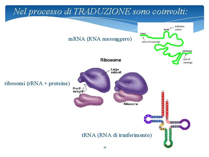 Nel processo di TRADUZIONE sono coinvolti: m. RNA (RNA messaggero) ribosomi (r. RNA +