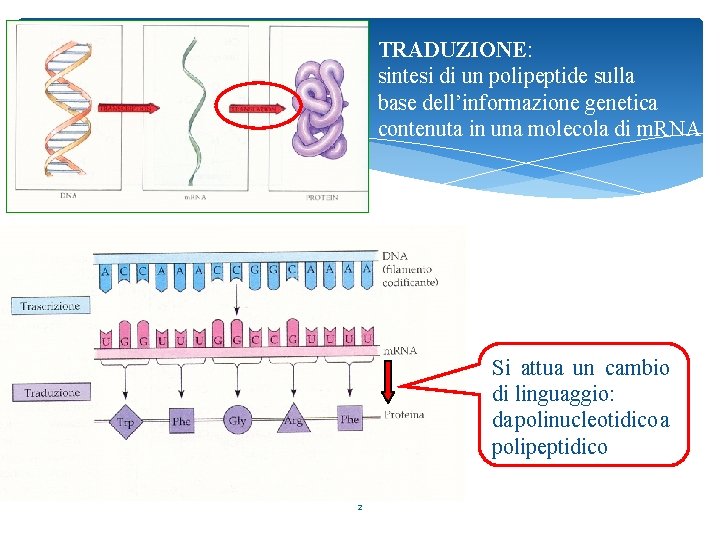 TRADUZIONE: sintesi di un polipeptide sulla base dell’informazione genetica contenuta in una molecola di