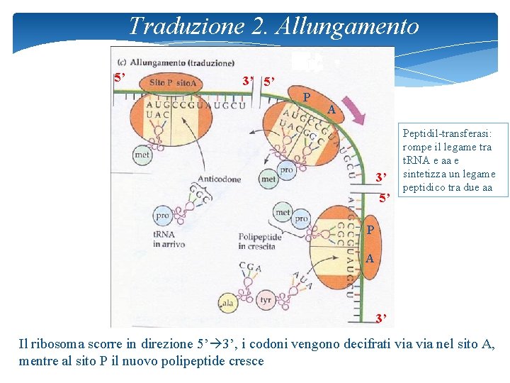 Traduzione 2. Allungamento 5’ 3’ 5’ P A 3’ 5’ Peptidil-transferasi: rompe il legame