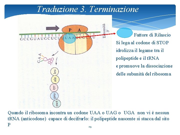 Traduzione 3. Terminazione P A Fattore di Rilascio Si lega al codone di STOP