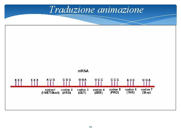 Traduzione animazione 30 