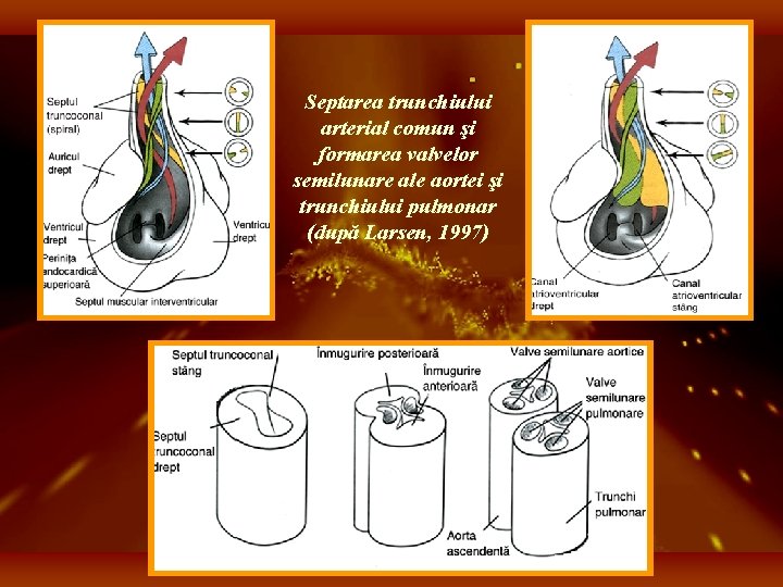Septarea trunchiului arterial comun şi formarea valvelor semilunare ale aortei şi trunchiului pulmonar (după