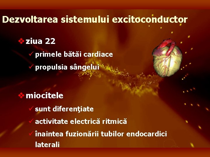 Dezvoltarea sistemului excitoconductor v ziua 22 ü primele bătăi cardiace ü propulsia sângelui v