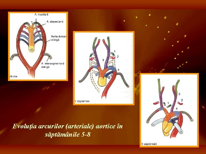 Evoluţia arcurilor (arteriale) aortice în săptămânile 5 -8 