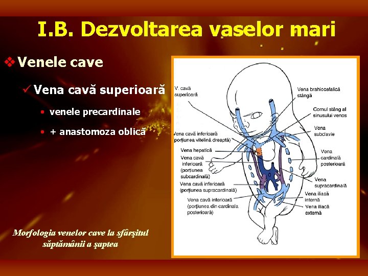 I. B. Dezvoltarea vaselor mari v Venele cave ü Vena cavă superioară • venele