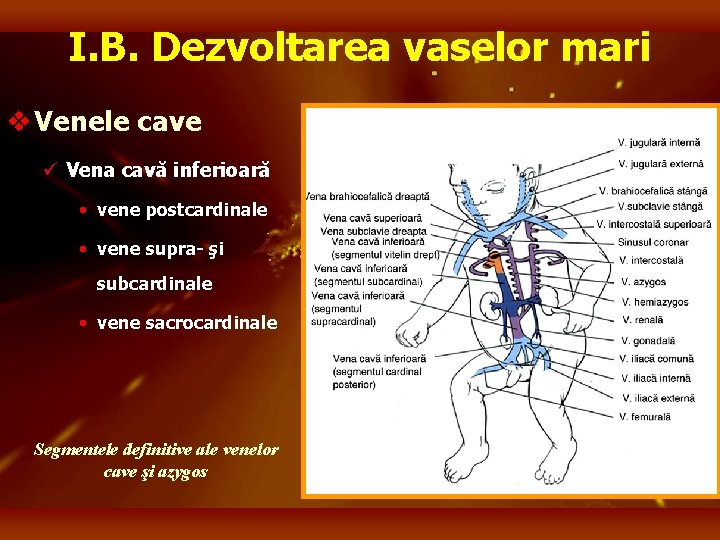 I. B. Dezvoltarea vaselor mari v Venele cave ü Vena cavă inferioară • vene