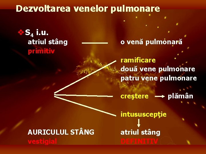 Dezvoltarea venelor pulmonare v S 4 i. u. atriul stâng primitiv o venă pulmonară