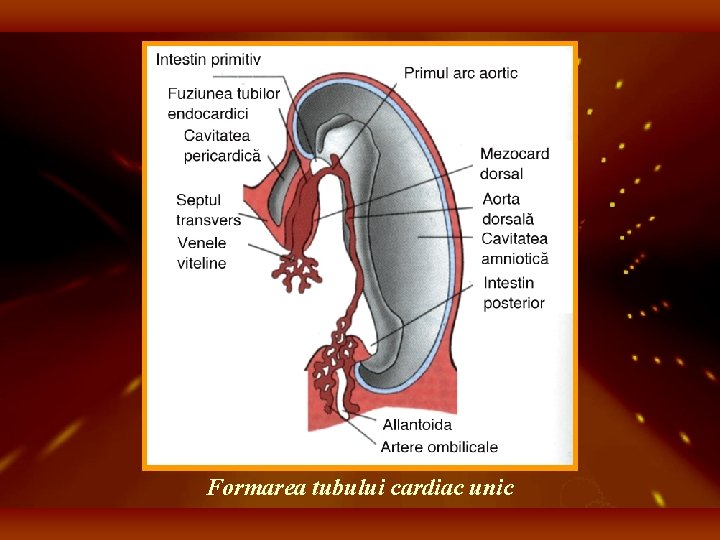 Formarea tubului cardiac unic 