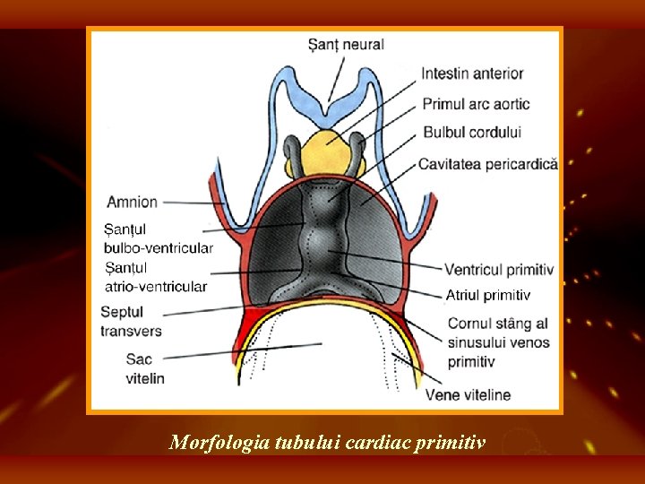 Morfologia tubului cardiac primitiv 