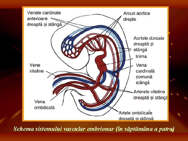 Schema sistemului vascular embrionar (în săptămâna a patra) 