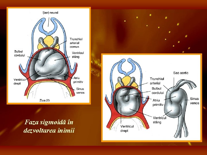 Faza sigmoidă în dezvoltarea inimii 
