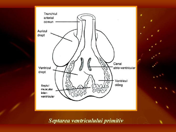 Septarea ventriculului primitiv 
