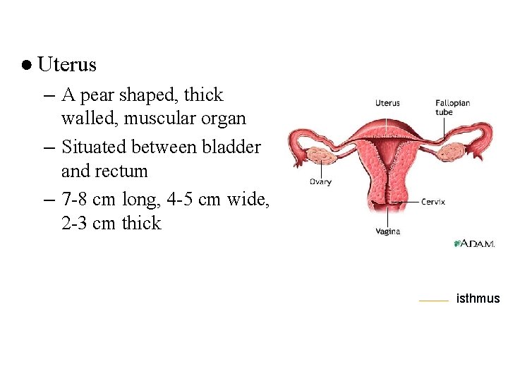 ● Uterus – A pear shaped, thick walled, muscular organ – Situated between bladder
