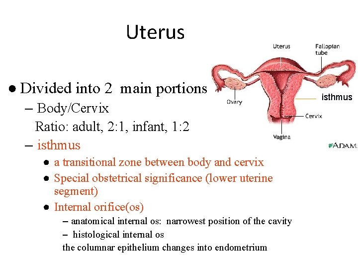 Uterus ● Divided into 2 main portions – Body/Cervix Ratio: adult, 2: 1, infant,