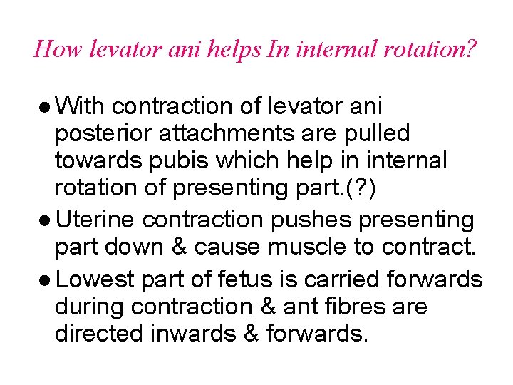 How levator ani helps In internal rotation? ● With contraction of levator ani posterior
