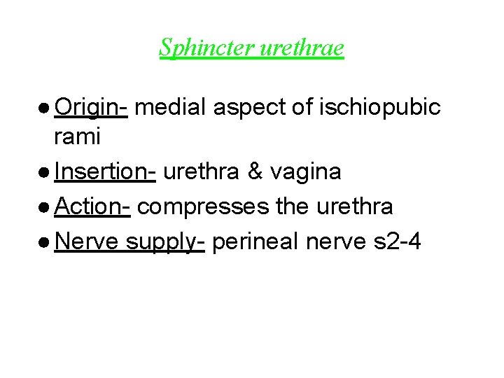 Sphincter urethrae ● Origin- medial aspect of ischiopubic rami ● Insertion- urethra & vagina