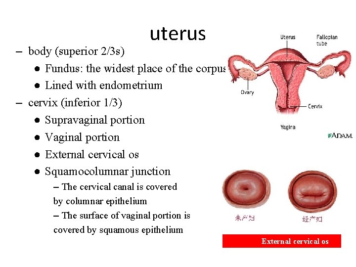 uterus – body (superior 2/3 s) ● Fundus: the widest place of the corpus