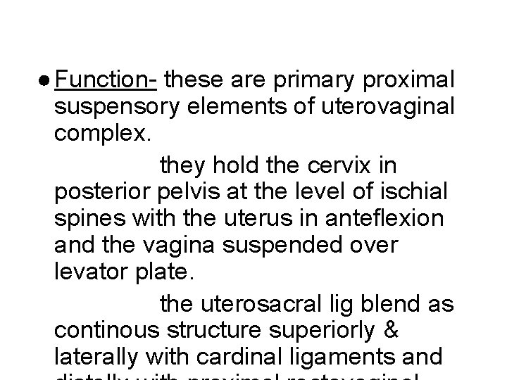 ● Function- these are primary proximal suspensory elements of uterovaginal complex. they hold the