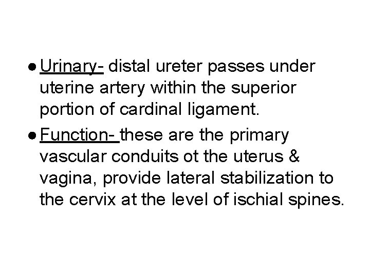 ● Urinary- distal ureter passes under uterine artery within the superior portion of cardinal