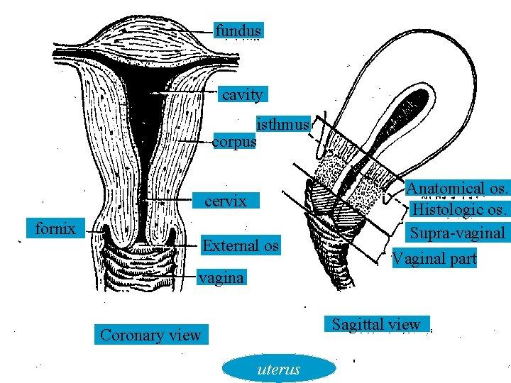 fundus cavity isthmus corpus cervix fornix External os Anatomical os. Histologic os. Supra-vaginal Vaginal