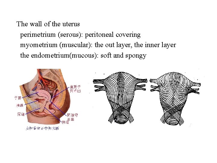 The wall of the uterus perimetrium (serous): peritoneal covering myometrium (muscular): the out layer,