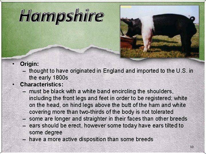 Hampshire • Origin: – thought to have originated in England imported to the U. Hampshire • Origin: – thought to have originated in England imported to the U.