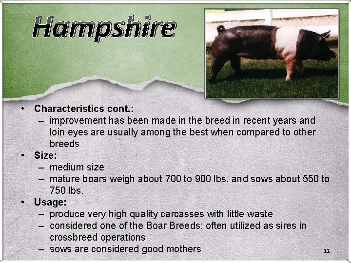 Hampshire • Characteristics cont. : – improvement has been made in the breed in Hampshire • Characteristics cont. : – improvement has been made in the breed in