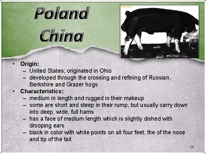 Poland China • Origin: – United States; originated in Ohio – developed through the Poland China • Origin: – United States; originated in Ohio – developed through the
