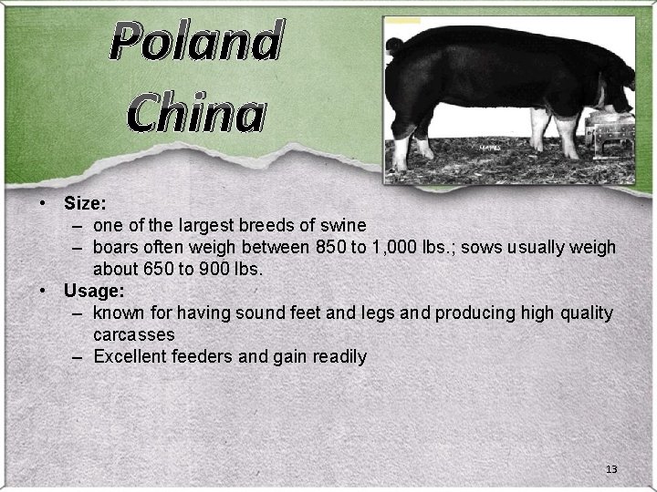 Poland China • Size: – one of the largest breeds of swine – boars Poland China • Size: – one of the largest breeds of swine – boars