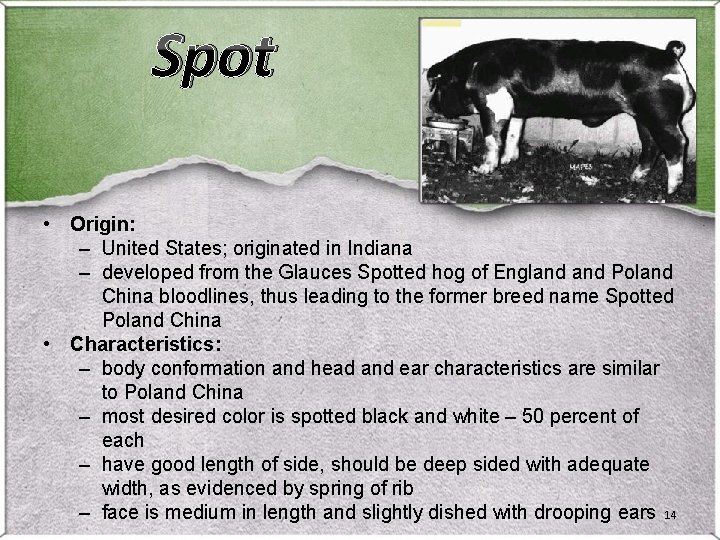 Spot • Origin: – United States; originated in Indiana – developed from the Glauces Spot • Origin: – United States; originated in Indiana – developed from the Glauces