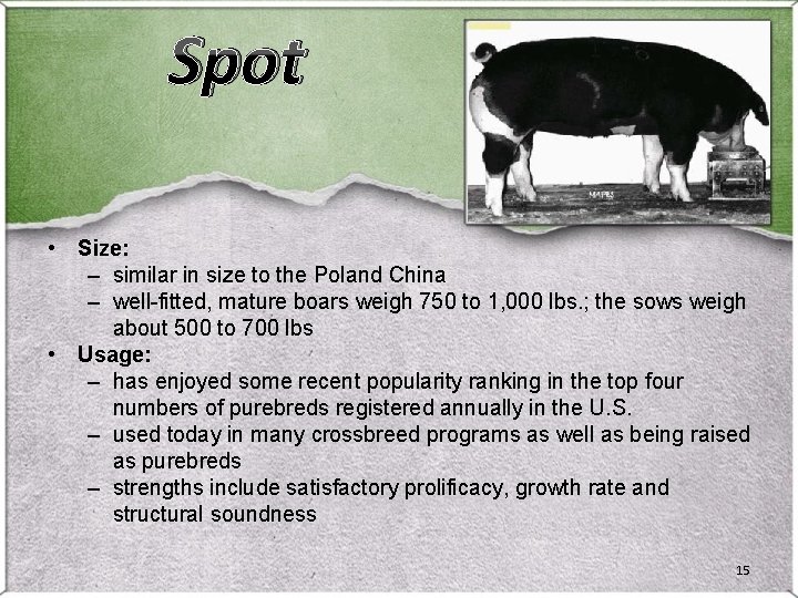 Spot • Size: – similar in size to the Poland China – well-fitted, mature Spot • Size: – similar in size to the Poland China – well-fitted, mature