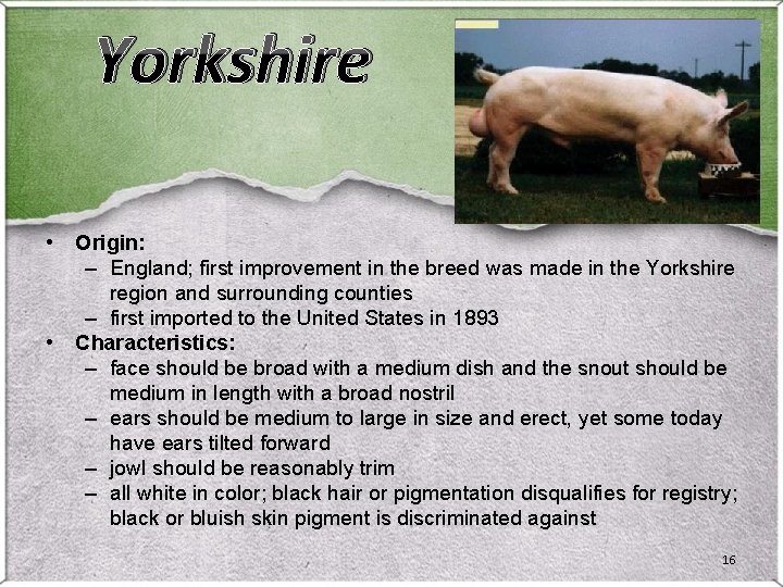Yorkshire • • Origin: – England; first improvement in the breed was made in Yorkshire • • Origin: – England; first improvement in the breed was made in