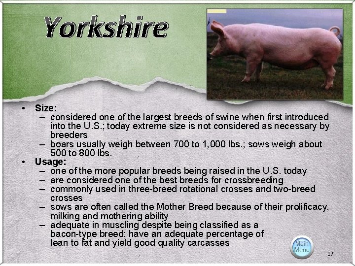 Yorkshire • • Size: – considered one of the largest breeds of swine when Yorkshire • • Size: – considered one of the largest breeds of swine when