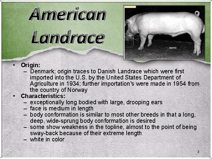 American Landrace • Origin: – Denmark; origin traces to Danish Landrace which were first American Landrace • Origin: – Denmark; origin traces to Danish Landrace which were first
