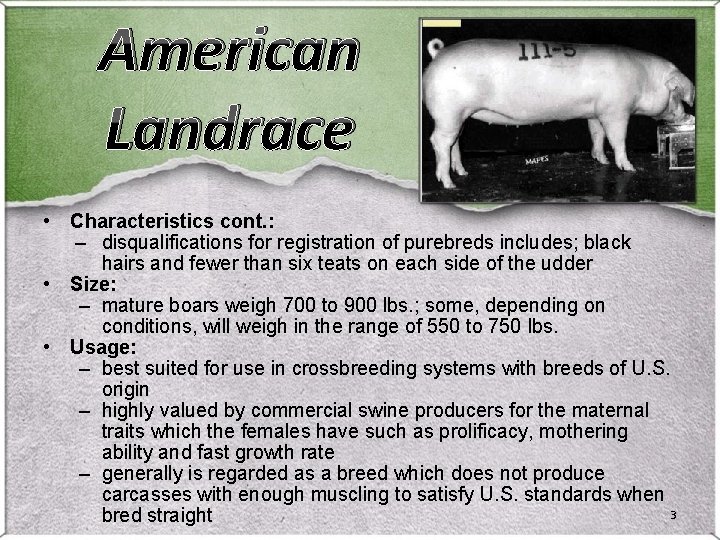 American Landrace • Characteristics cont. : – disqualifications for registration of purebreds includes; black American Landrace • Characteristics cont. : – disqualifications for registration of purebreds includes; black