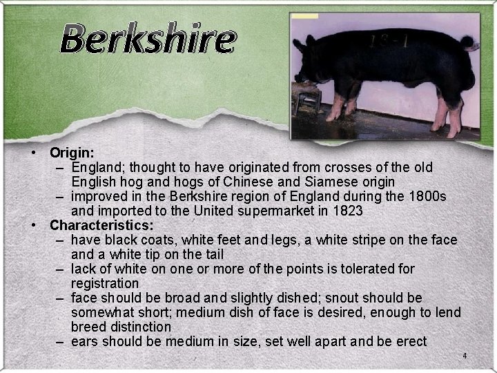 Berkshire • Origin: – England; thought to have originated from crosses of the old Berkshire • Origin: – England; thought to have originated from crosses of the old