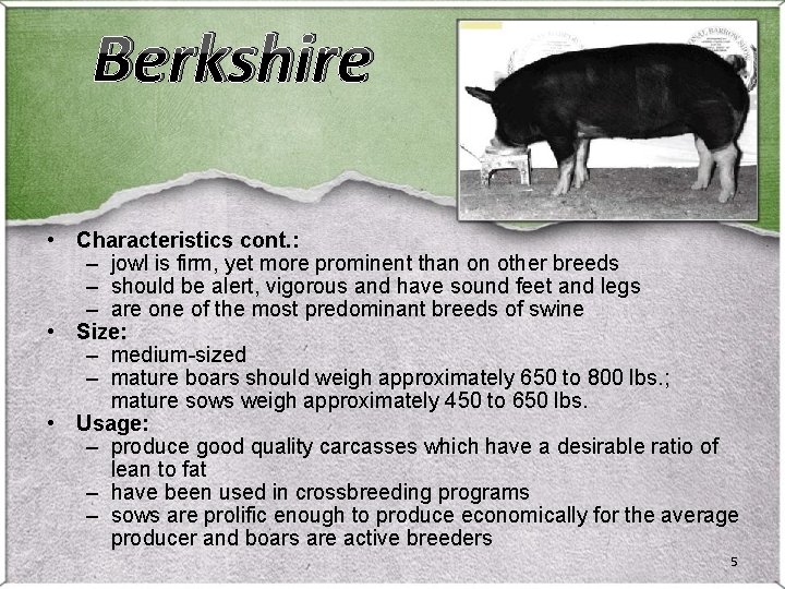 Berkshire • Characteristics cont. : – jowl is firm, yet more prominent than on Berkshire • Characteristics cont. : – jowl is firm, yet more prominent than on