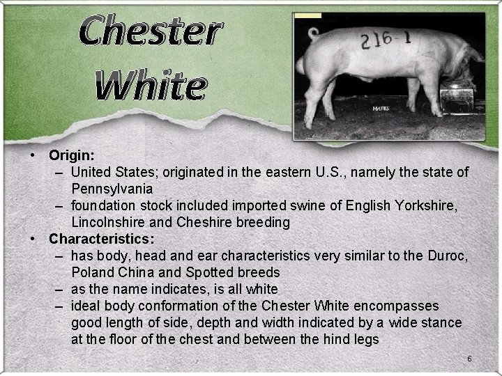 Chester White • Origin: – United States; originated in the eastern U. S. , Chester White • Origin: – United States; originated in the eastern U. S. ,