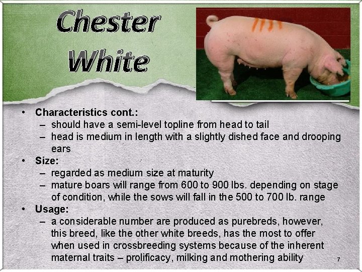 Chester White • Characteristics cont. : – should have a semi-level topline from head Chester White • Characteristics cont. : – should have a semi-level topline from head
