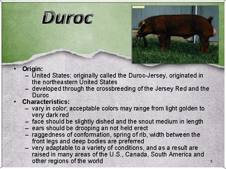 Duroc • Origin: – United States; originally called the Duroc-Jersey, originated in the northeastern Duroc • Origin: – United States; originally called the Duroc-Jersey, originated in the northeastern