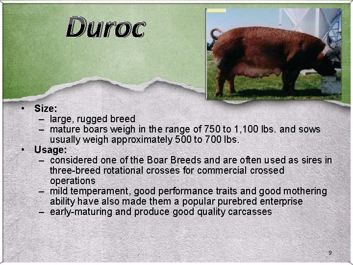 Duroc • Size: – large, rugged breed – mature boars weigh in the range Duroc • Size: – large, rugged breed – mature boars weigh in the range