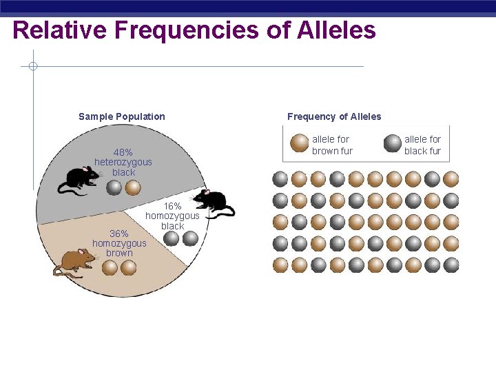  Relative Frequencies of Alleles Sample Population 48% heterozygous black 16% homozygous black 36%