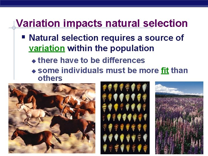 Variation impacts natural selection Natural selection requires a source of variation within the population