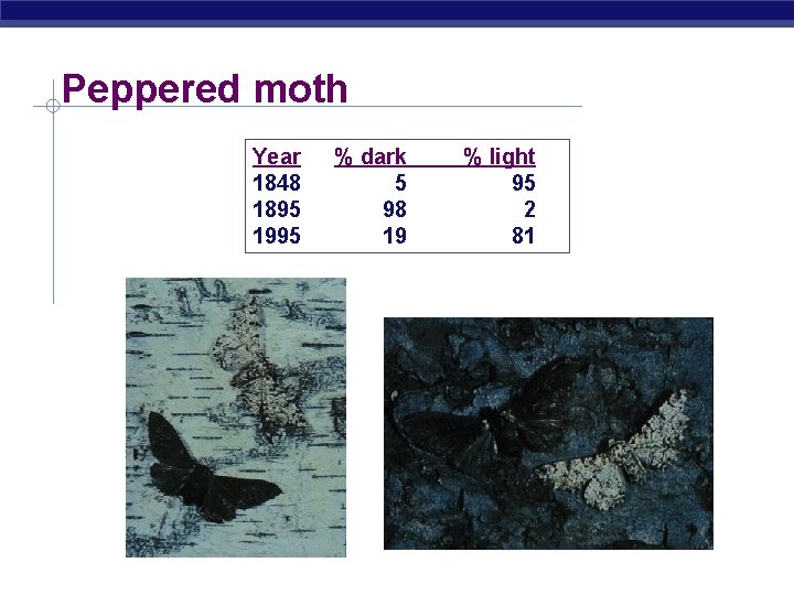 Peppered moth Year 1848 1895 1995 % dark 5 98 19 % light 95